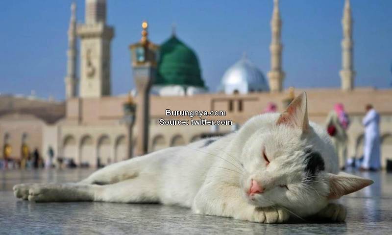 Nama Kucing Islam yang Baik