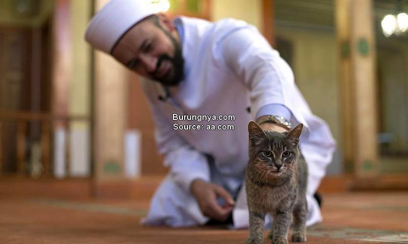 Rekomendasi Nama Kucing Islami
