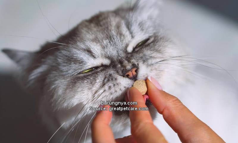 Vitamin Kucing Terbaik Saat Tidak Mau Makan