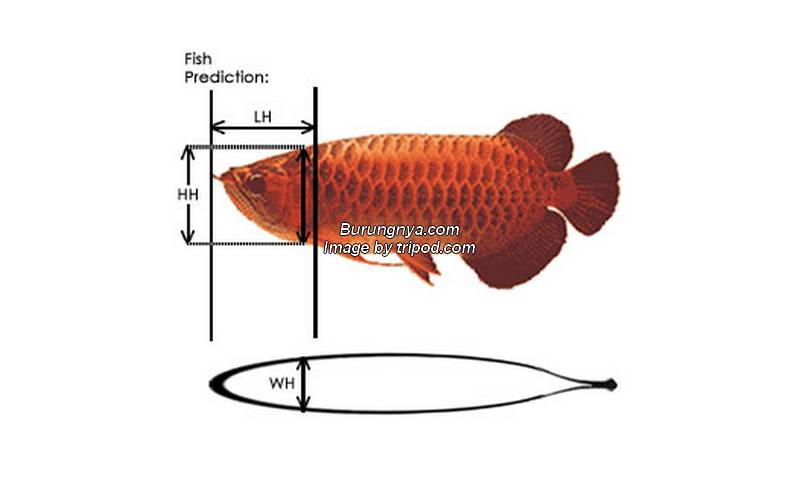 Cara Membedakan Ikan Arwana Jantan dan Betina dengan AGI