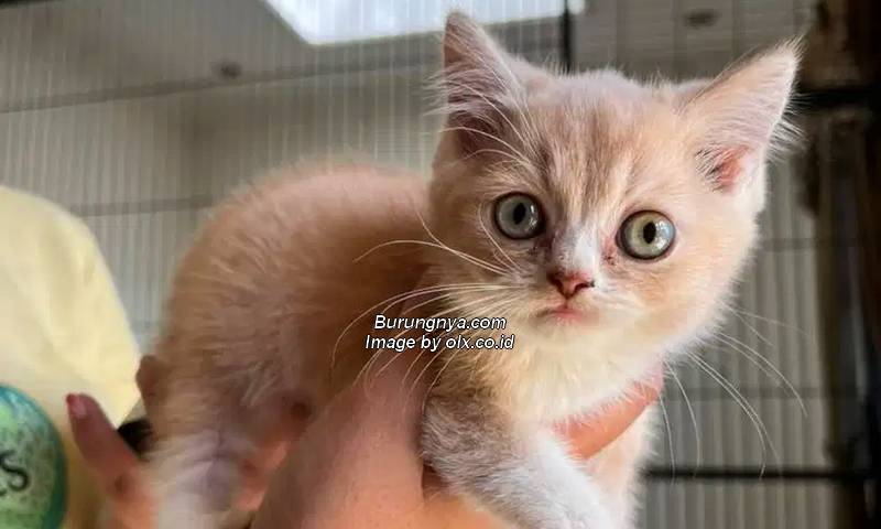 Harga Kucing Anggora Anakan Kecil Umur 3 Bulan