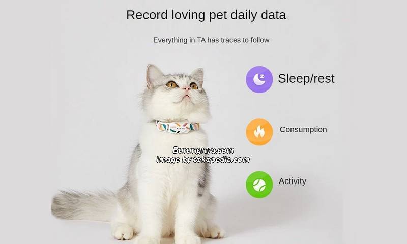 PETKIT Pet Smart Tag Finder Activity Detection