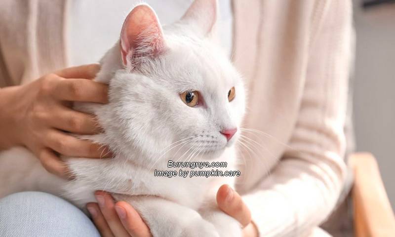 Pemutih Bulu Kucing Putih Biar Bersih
