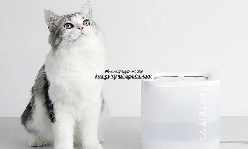 Tempat Minum Kucing Air Mancur
