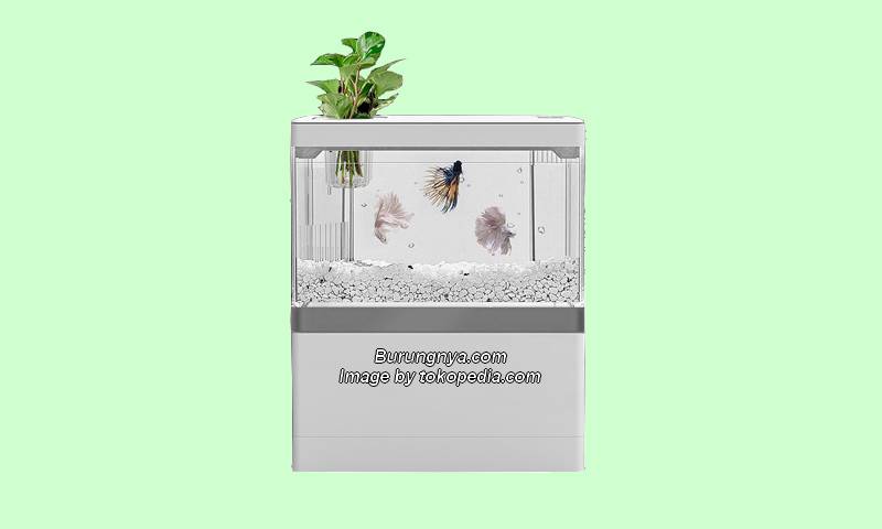 Aquarium Cupang Unik dan Kecil