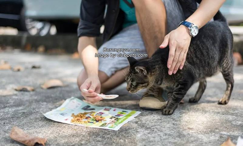 Bantu Kucing Jalanan Makanan Enak