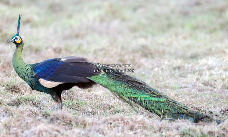 Jenis Burung Merak Hijau atau Green Peafowl