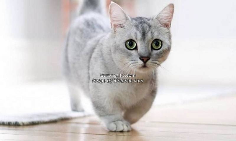 Kucing Munchkin Kaki Pendek Cebol