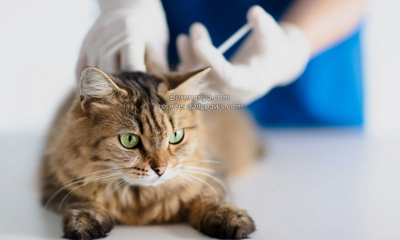 Biaya Vaksin Kucing Terbaru