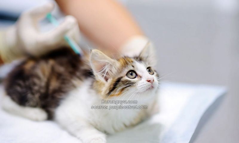 Biaya Vaksin Kucing