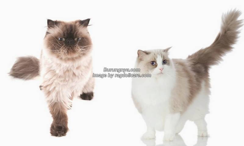 Cara Membedakan Kucing Ragdoll dan Kucing Himalaya
