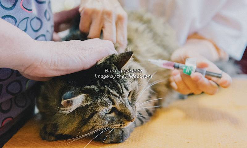 Harga Vaksin Kucing Murah
