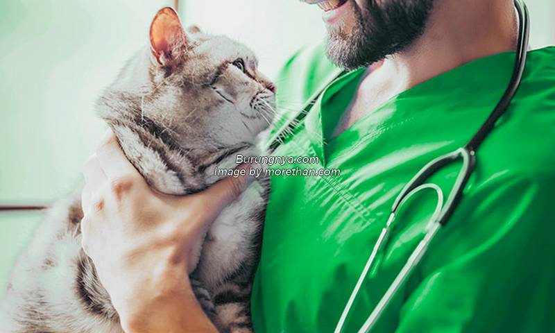 Harga Vaksin Kucing
