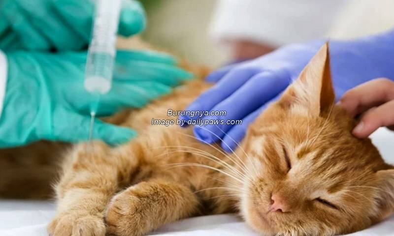 Jenis Vaksin Kucing Terlengkap