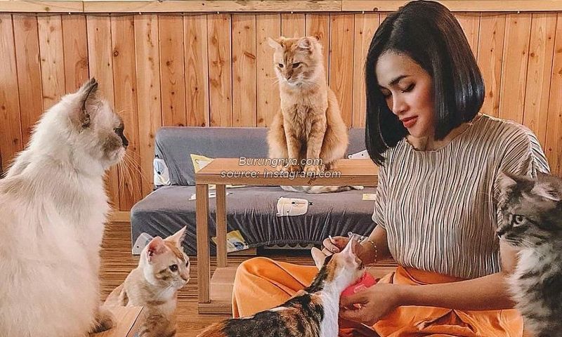 Kafe Kucing Semarang Neko Kepo
