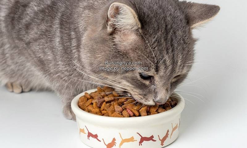 Makanan Kucing Murah Tapi Berkualitas