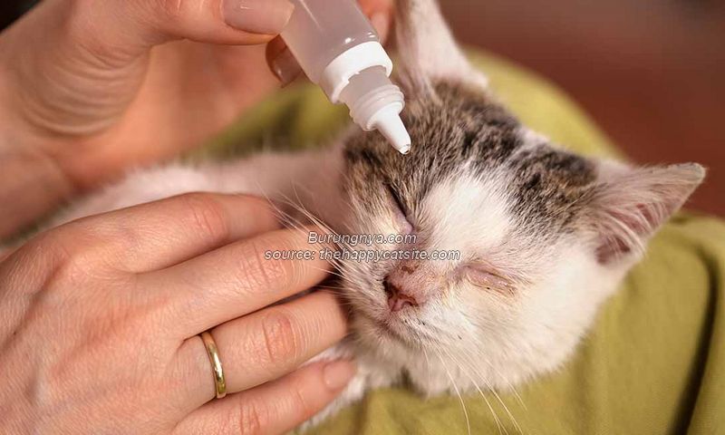 Obat Sakit Mata Kucing Murah dan Mahal