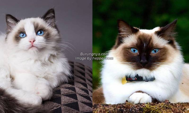 Perbedaan Kucing Ragdoll dan Himalaya
