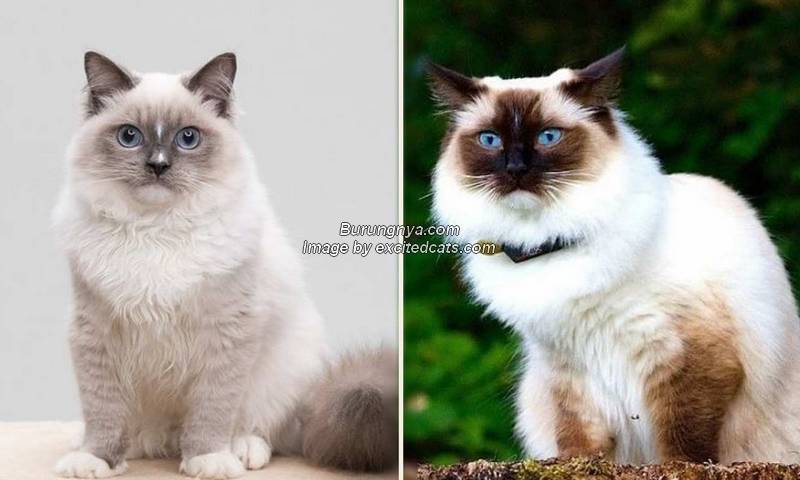 Perbedaan Kucing Ragdoll dan Kucing Himalaya