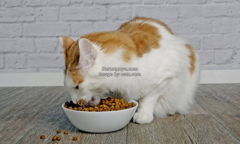 Rekomendasi Makanan Kucing Murah Terbaik