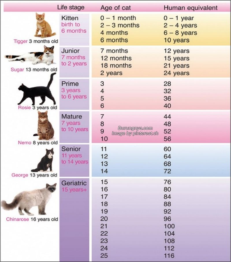Tabel Perbandingan Umur Kucing dan Manusia