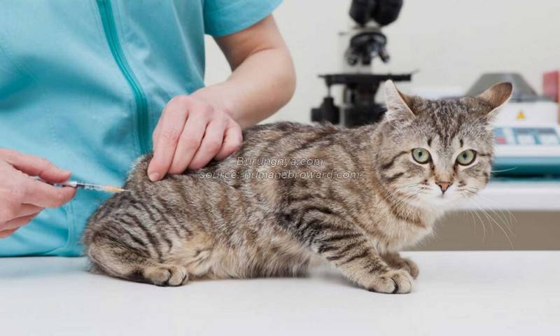 Harga Vaksin Rabies Kucing