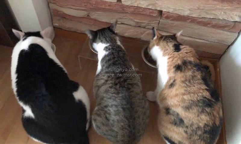 Tiga Kucing Jeno NCT Dream