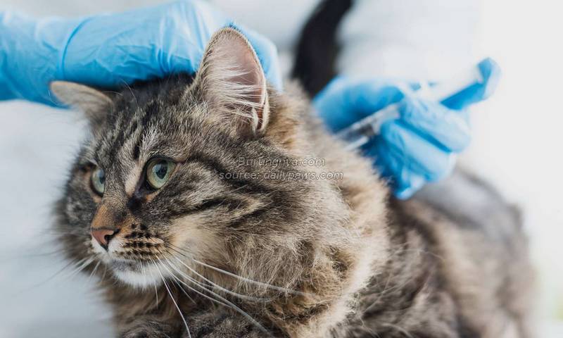Vaksin Rabies Kucing Gratis
