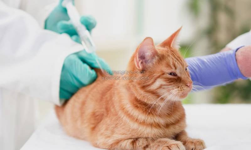 Vaksin Rabies Kucing