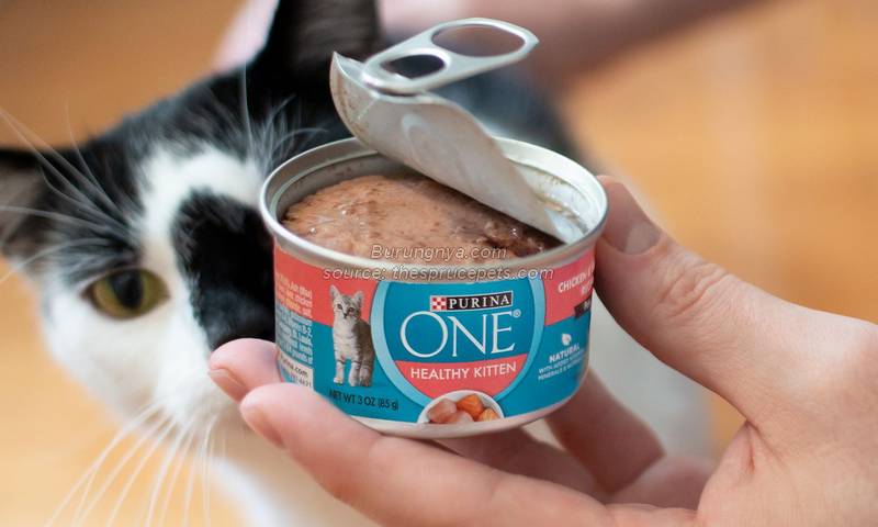 Cara Menyimpan Makanan Kucing Kaleng