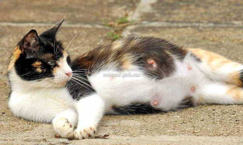 Ciri-ciri Kucing Hamil dan cara merawat