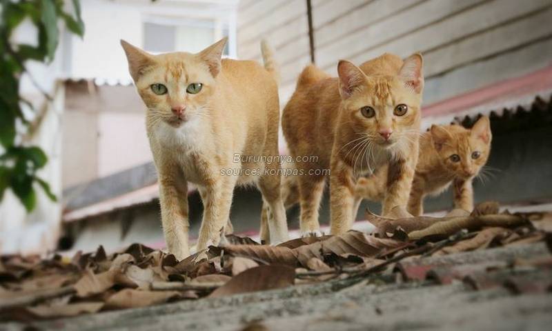 Kucing Oyen Terkenal di Indonesia
