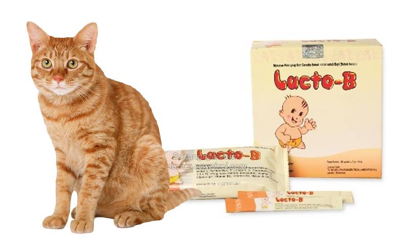 Manfaat Lacto B untuk Kucing