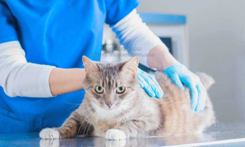 Penyakit penyakit kucing dan cara mengobatinya
