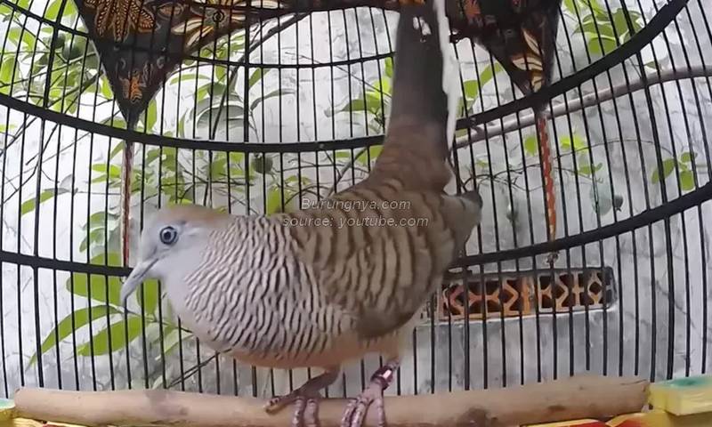 Cara Membuat Burung Perkutut Cepat Gacor dan Manggung