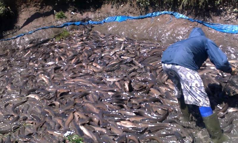 Cara Budidaya Ikan Lele Organik di Kolam Tanah