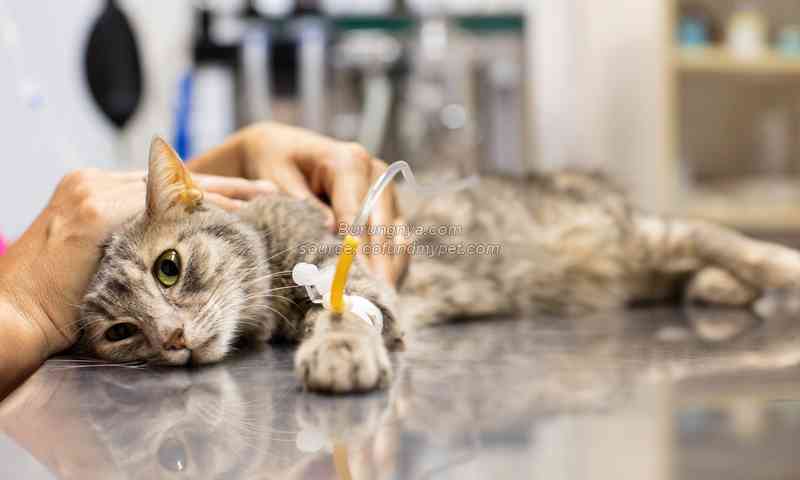 Cara mengatasi kucing keracunan