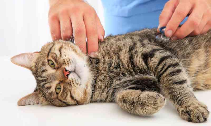 Ciri kucing keracunan dan cara mengatasi kucing keracunan