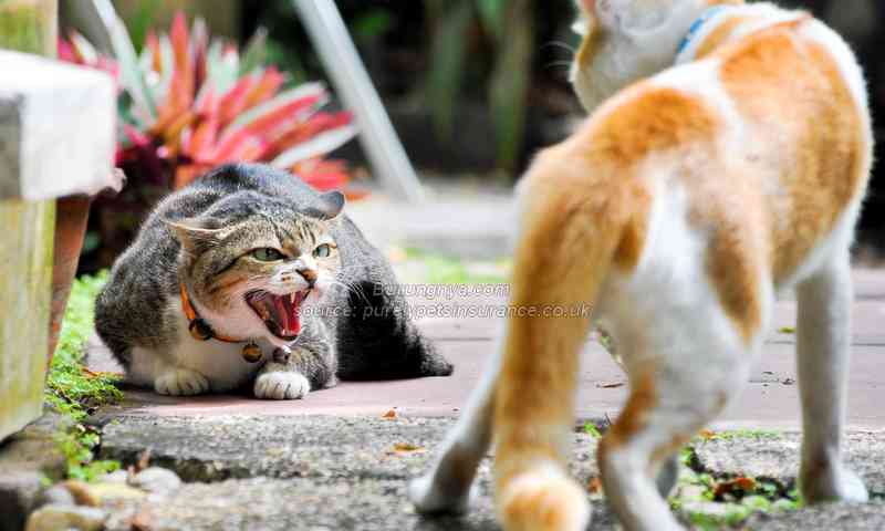 Kucing kampung berkelahi dengan kucing oren