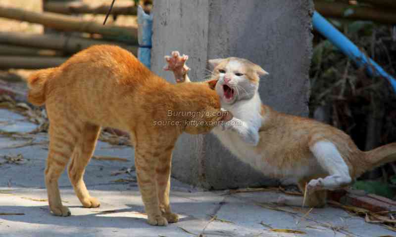 Penyebab Kucing oren berkelahi dengan kucing oren di jalan