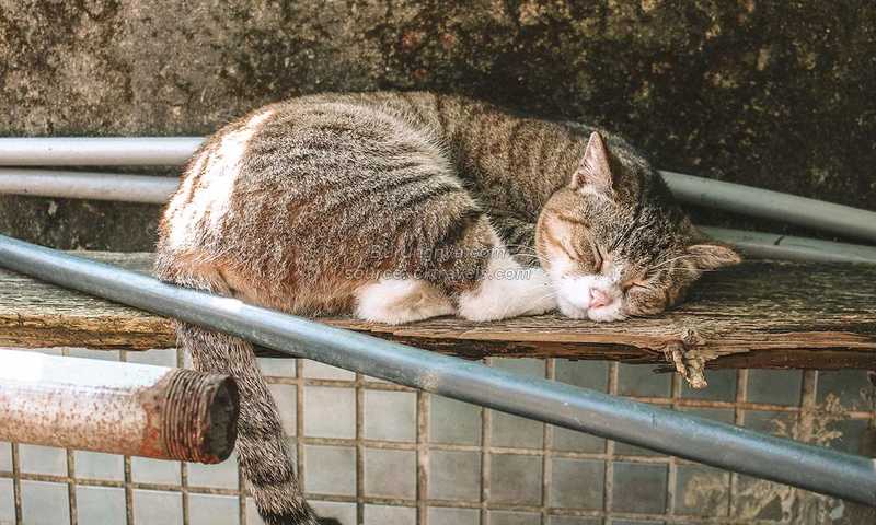 Makanan Kucing Kampung Agar Cepat Gemuk dan Gemoy