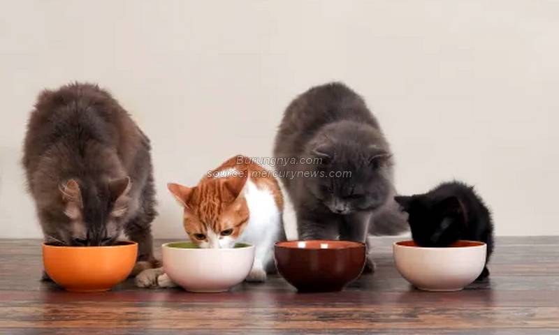 Makanan Kucing Persia yang Bagus