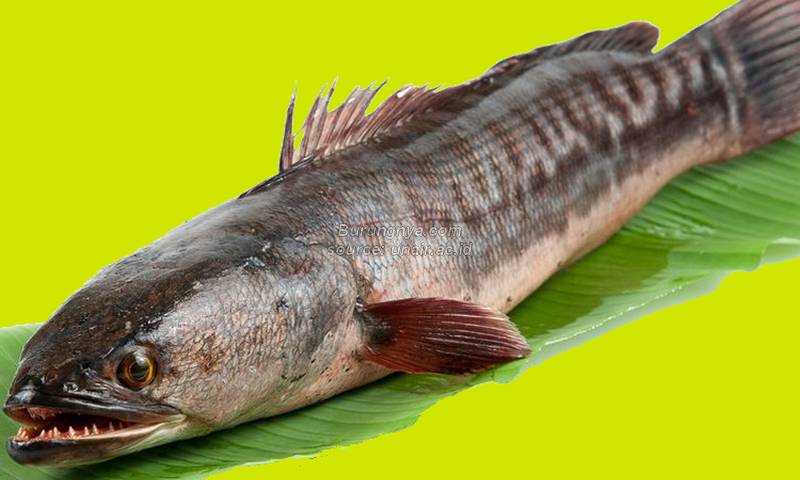 Manfaat Ikan Gabus Untuk Kesehatan Tubuh