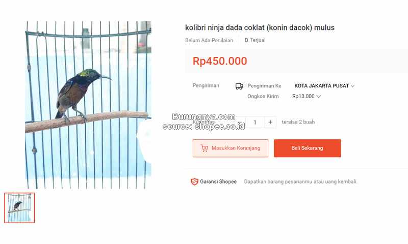 Burung Kolibri Ninja Dada Cokelat
