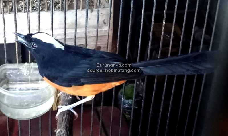 Burung murai batu import filipina