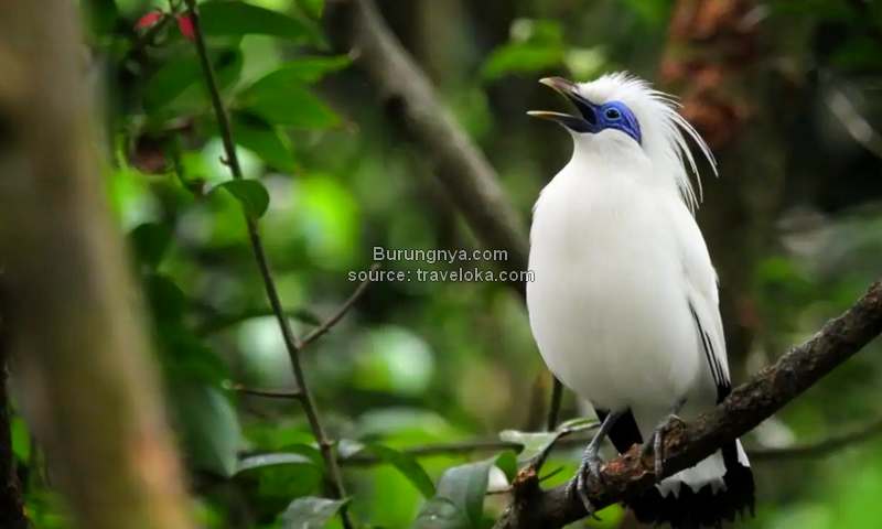 Jenis Burung di Indonesia