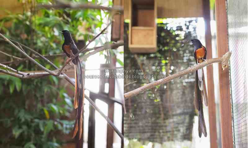 Jenis burung murai batu malaysia