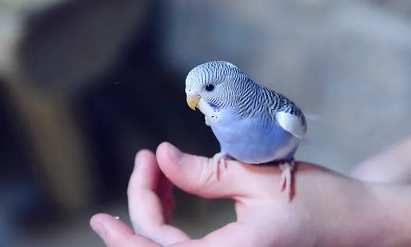 Cara menjinakkan burung parkit dengan perawatan (source animalconnectionsfnet)