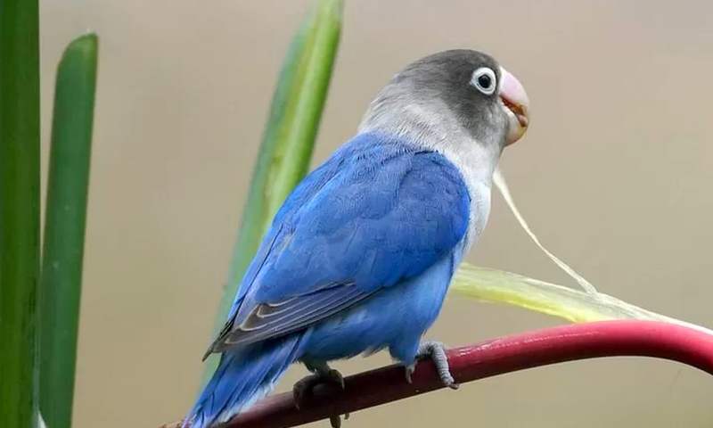 Cara Mengatasi Penyakit Burung di Musim Hujan (isptimescom)
