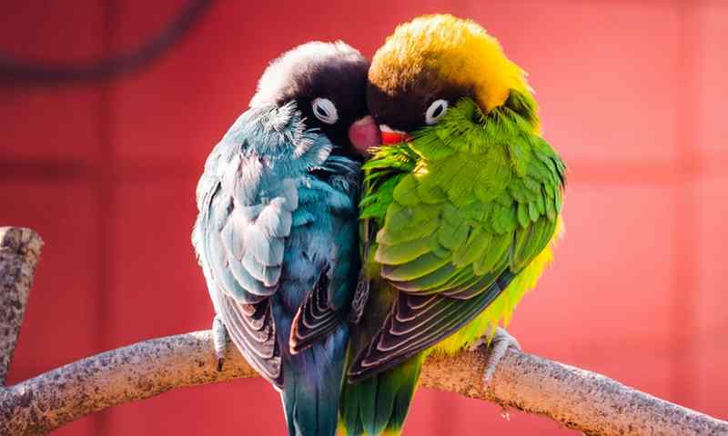 Cara Tidur Lovebird Jantan dan Betina (ptgenetikacom)